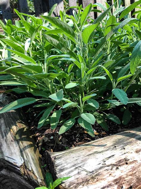 How To Grow Sage: Tips For Caring For Sage Plants - Homestead Acres
