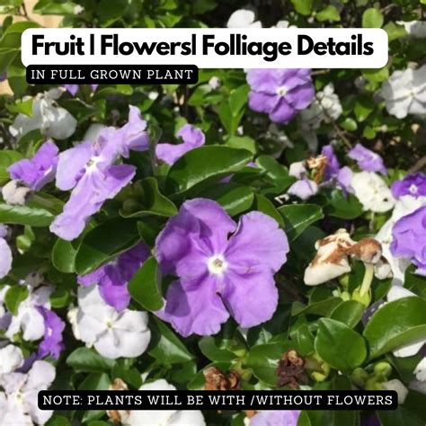 Flowering Plants – Hug A Plant