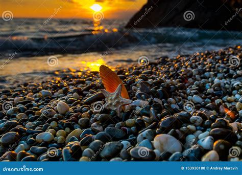 Image result for Sunset Beach Sea Shells