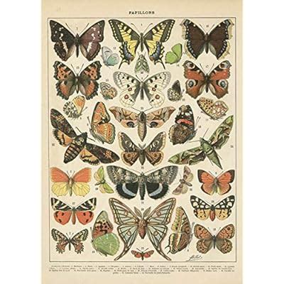 Buy Popular Vintage French Types of Papillons Butterflies Set; Two ...