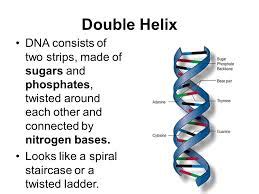 Image result for DNA Function