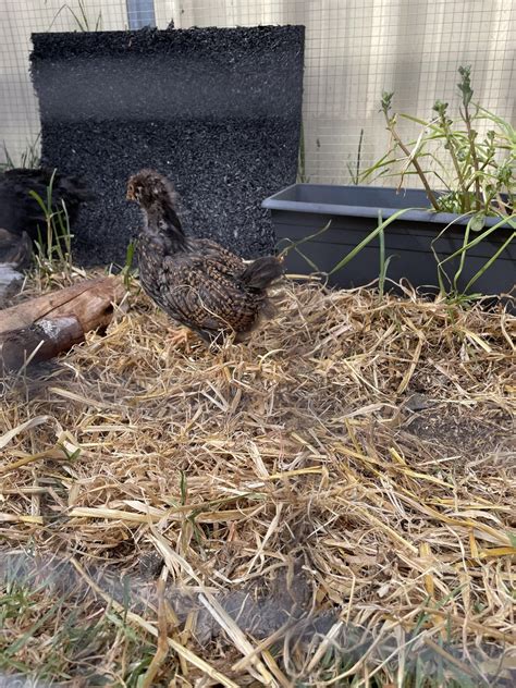 4 week old chicks : r/BackYardChickens