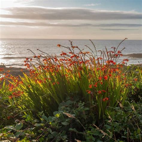 100 semillas de flor perenne de Crocosmia para plantar | Mode de Mujer ...