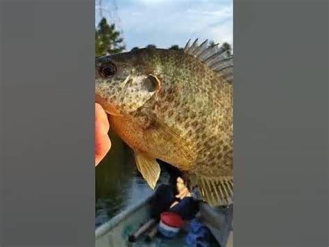 Image result for Shellcracker Baits