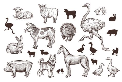 Farm Animals Vintage Set with Thin Line Sketch and Silhouettes. 1924124 ...
