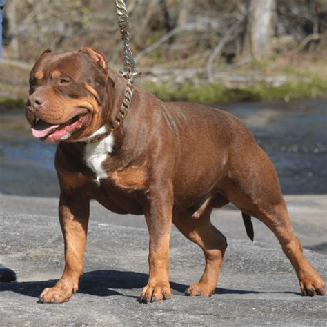 American Bully Xl For Sale Essex at Bertha Arrington blog