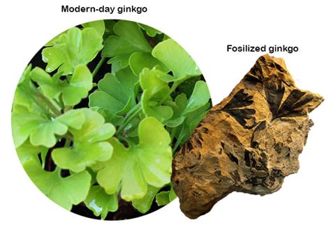 How did plant-eaters find food?