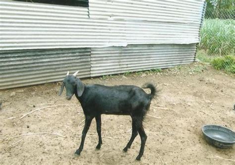 Osmanabadi Goat Farming Photo Gallery