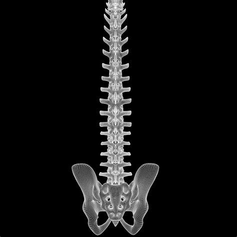 Spine anatomy spinal column 3D-modell $29 - .3ds .c4d .fbx .obj .stl ...