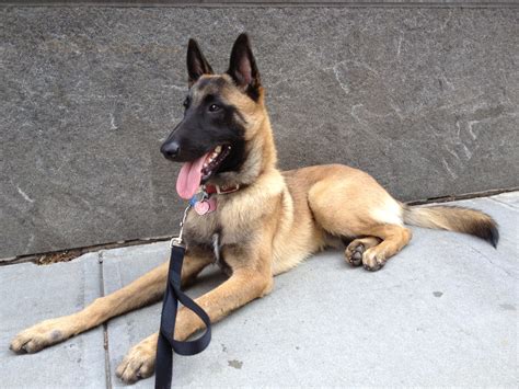 What Kind Of Dogs Do Navy Seals Use