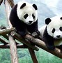 Image result for baby pandas wallpapers