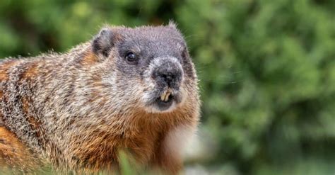 Woodchuck vs Beaver: 5 Key Differences - A-Z Animals