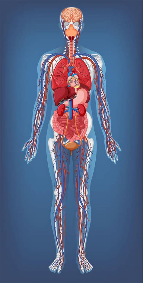Pagina 3 | Anatomie van het menselijk lichaam-vectors - Download gratis ...
