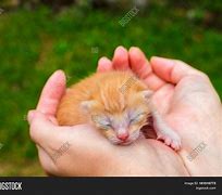 Image result for Newborn Baby Kittens