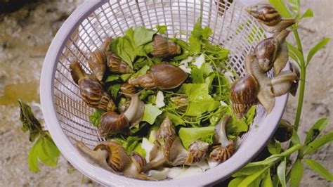 Heliculture Snail Farming