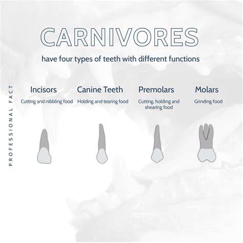 Did You Know: Carnivores have Four Types of Teeth