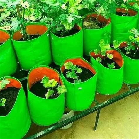 Green HDPE Plant Grow Bag Manufacturers and Suppliers from Gandhinagar
