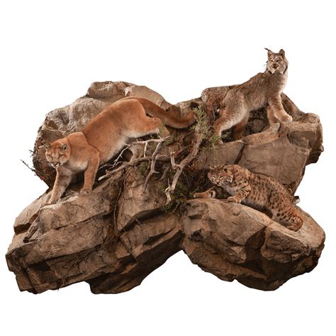 Mountain Lion, Bobcat & Lynx ML117 : Our Work | Kanati Studio