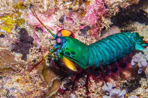 Mantis Shrimp – Facts and Photographs | Seaunseen