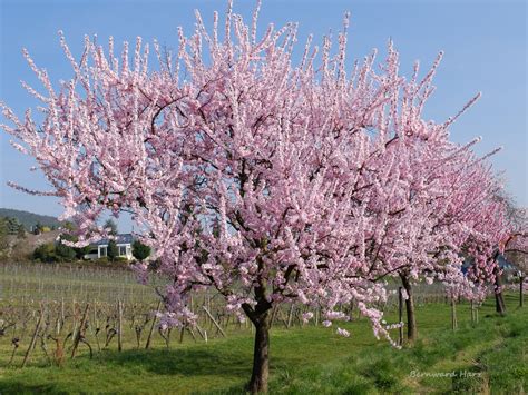 Springtime Clips 的图像结果