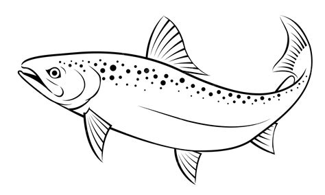 Salmon Fish Drawing