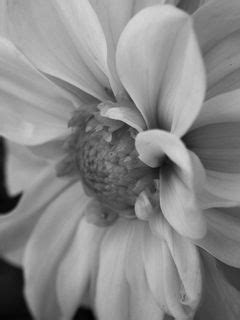 Download wallpaper 240x320 petals, bud, black and white, macro, flower ...