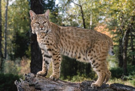 Nature & Wildlife | Explore Brevard