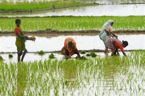 Kerala to Strengthen Farmers’ Collectives to Counter ‘Corporate ...