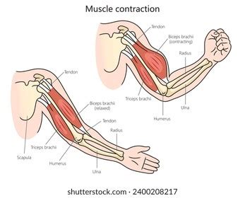Image result for Mucscl Contraction Animation