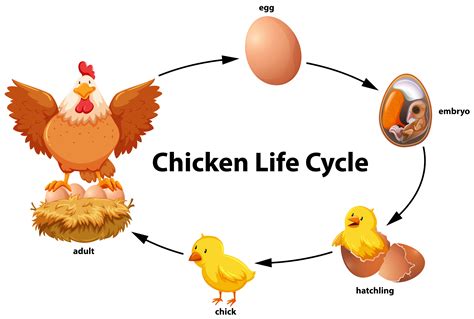 Chicken Life Cycle Vector Art, Icons, and Graphics for Free Download