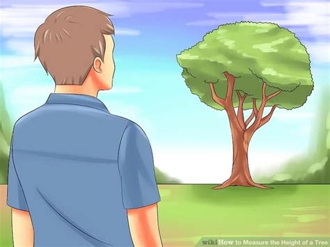 Image result for Proper Way to Measure the Height of a Tree Using a Tree Scale Stick