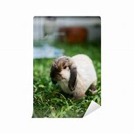 Image result for Deb Dynasty Holland Lop Bunnies