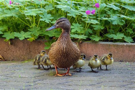 Free Images : nature, animal, wildlife, beak, fowl, fauna, poultry ...