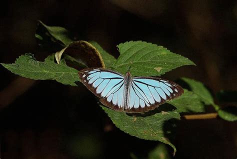 Pareronia hippia | Butterfly