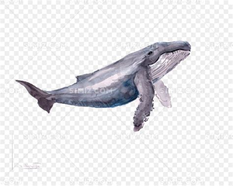 手绘海洋动物元素鲸鱼PNG素材免费下载 - 觅知网