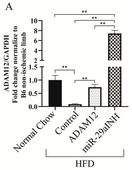 Modulation of miR-29a and ADAM12 Reduces Post-Ischemic Skeletal Muscle ...