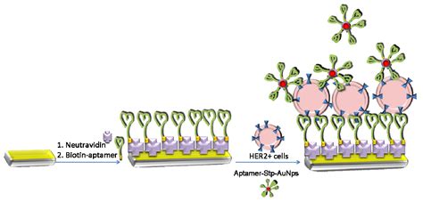 Detection of Breast Cancer Cells Using Acoustics Aptasensor Specific to ...