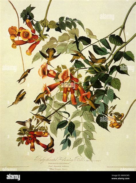 Ruby-Throated Hummingbird, Archilochus colubris Stock Photo - Alamy