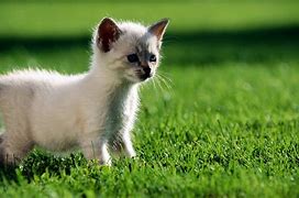 Image result for Cute Cat and Bunny Pictuers Kiwii