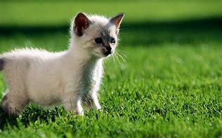Image result for Cute Cat Printables