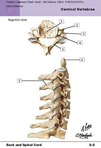 Petition · Netter's Anatomy Flash Cards: With Online Student Consult ...