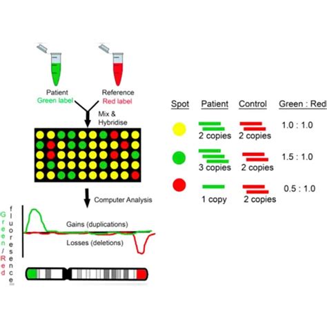 Microarray Test 的图像结果