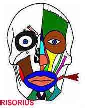 Indian Association of Chartered Physiotherapists - IACP