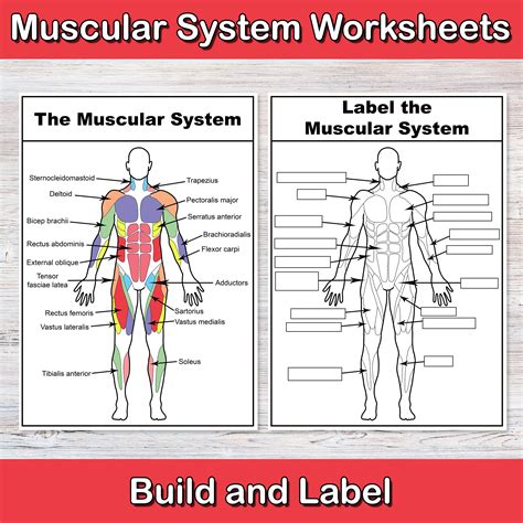 Build and Label the Muscular System | Anatomy Worksheets | Muscle ...