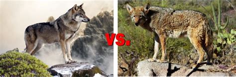 Image result for Wolves vs Coyotes
