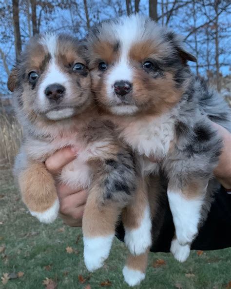 Australian Shepherd Puppies For Sale | Chesterfield, MI #317441