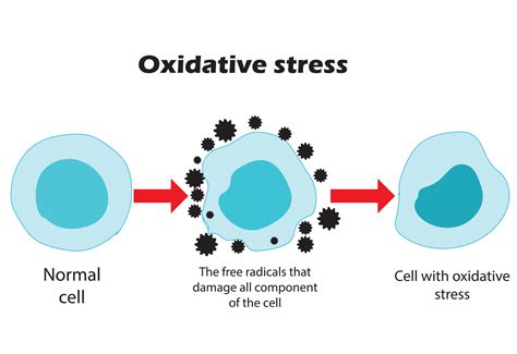 Reverse Oxidative Damage at Erwin Marlatt blog