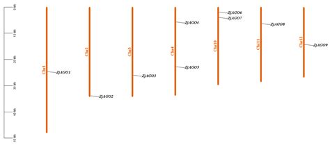 Infection with Jujube Witches’ Broom Phytoplasma Alters the Expression ...