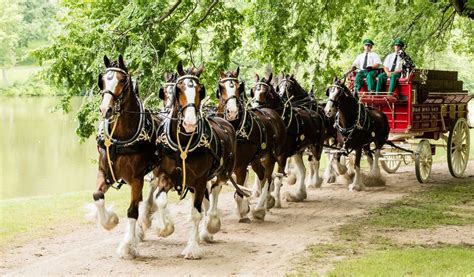 Budweiser Clydesdales Parade on Main Street, Main Street, Lexington, SC ...