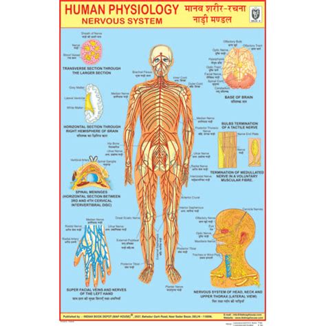 NERVOUS SYSTEM CHART SIZE 50 X 75 CMS